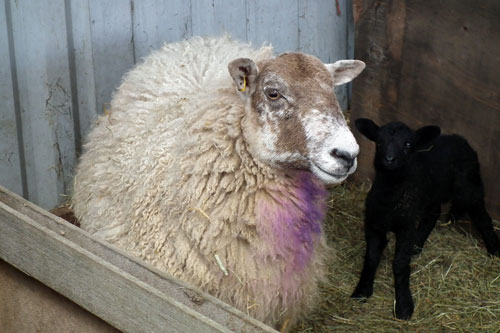 sheep with black lamb