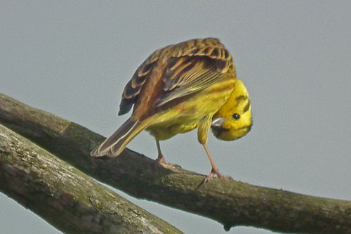Yellowhammer