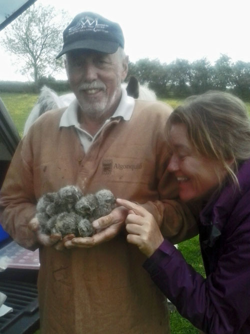 Howard holding 6 little owl chicks with a lady touching the bill of one of them.
