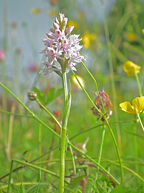 Common Spotted Orchid