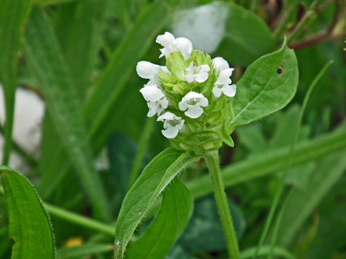 Self-heal with white flowers