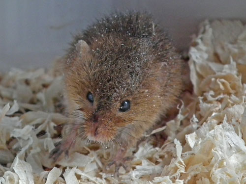 Aged and infirm Harvest Mouse