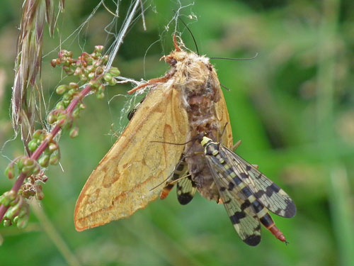 Fem Ghost Moth and Scorpion Fly