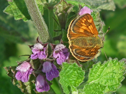 Large Skipper