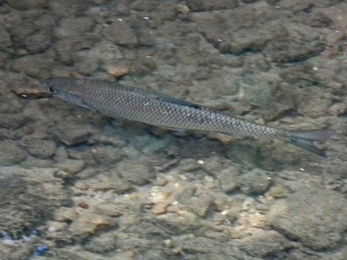 a chub swimming in the brook