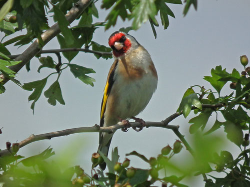 Goldfinch