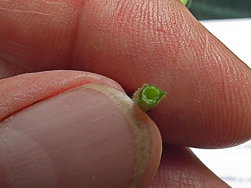stem cross section