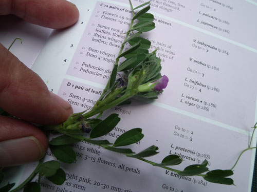 Common Vetch