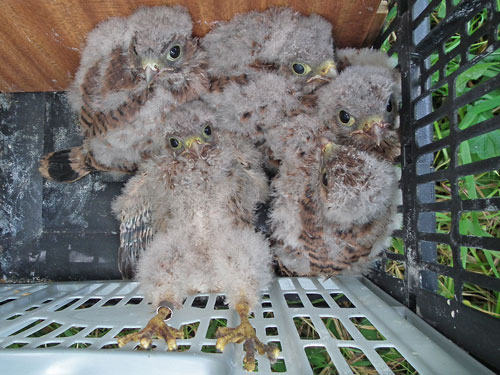 Five baby kestrels in a box.