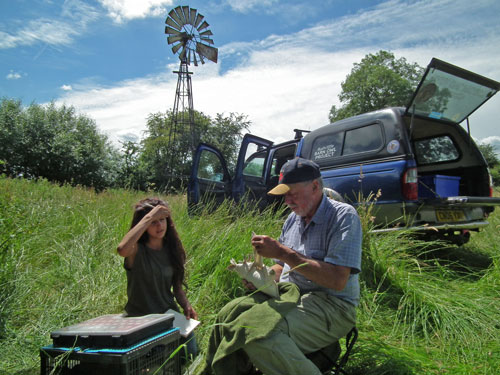 Photo of owl ringing.