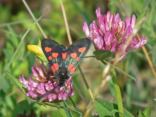 Narrow-bordered 5-spot Burnet