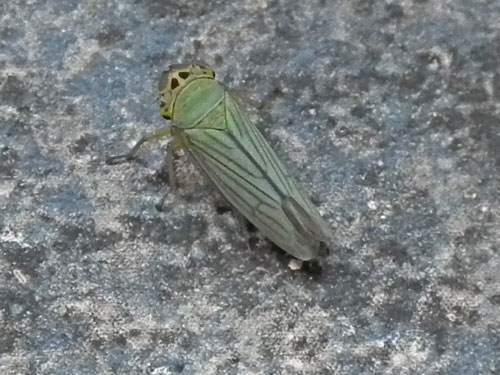 Cicadella viridis.