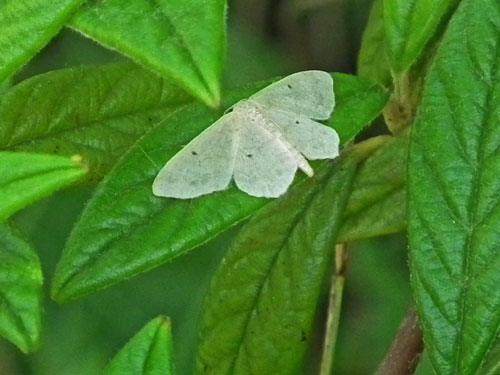 Small Fan-footed Wave.