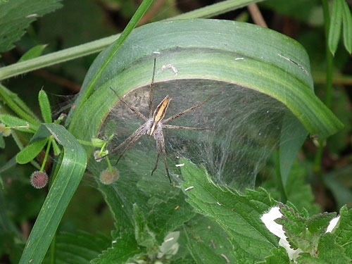 orb web spider