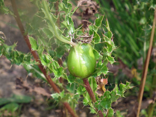 gall of Urophora carduii on thistle