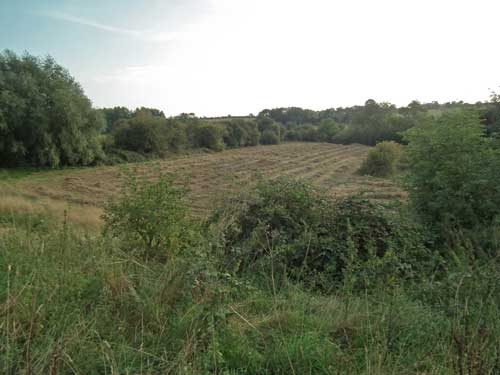 photo of meadow