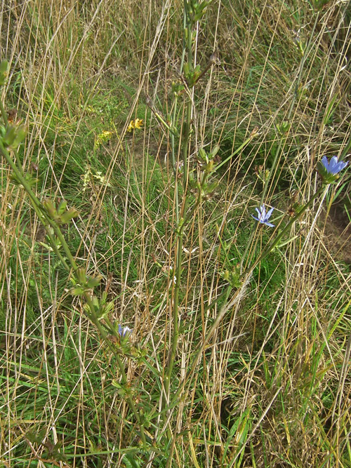 photo of Chicory