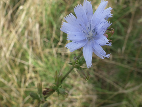 photo of Chicory flower