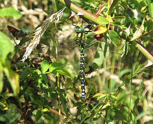 Southern Hawker