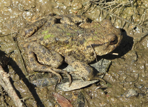 Common Toad