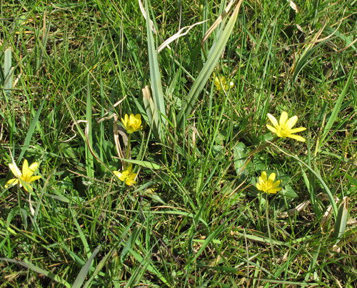 Lesser Celandine
