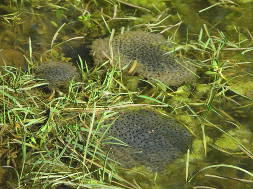 Frogspawn