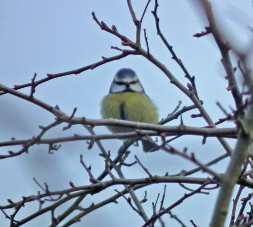 Blue Tit