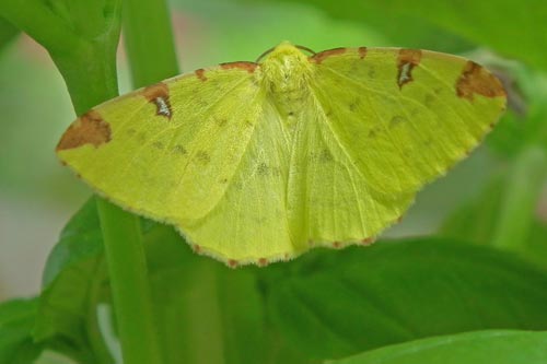 Brimstone moth