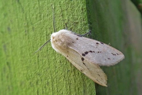 Buff Ermine