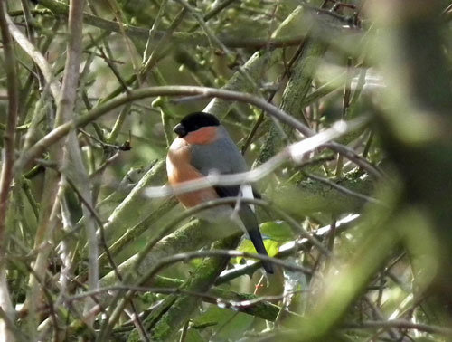 Bullfinch