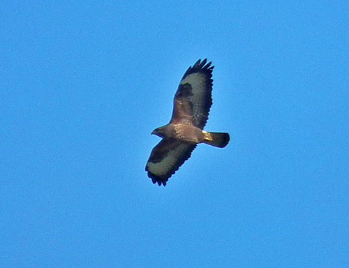 Buzzard
