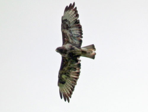 Photo of Buzzard overhead