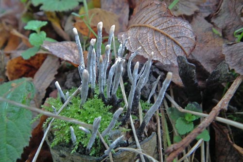 candle-snuff fungus
