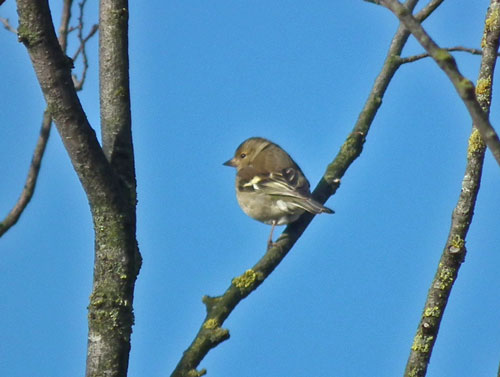 Female Chaffinch