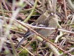 Photo of chaffinch