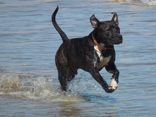 Cico at the seaside