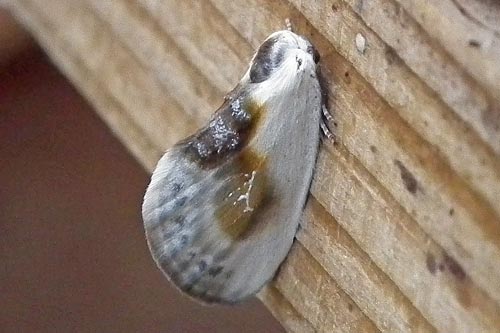 chinese character moth