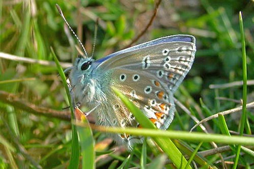 Common Blue