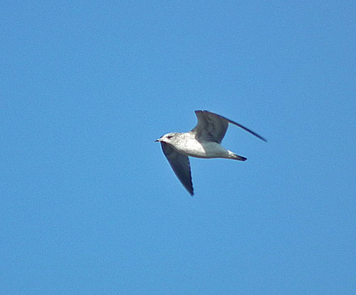 Common Gull
