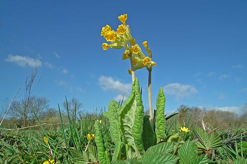 Photo of Cowslips