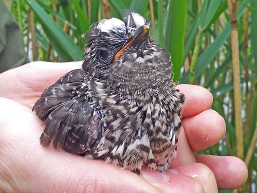 Photo of baby cuckoo.