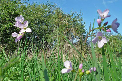 Cuckoo-flower