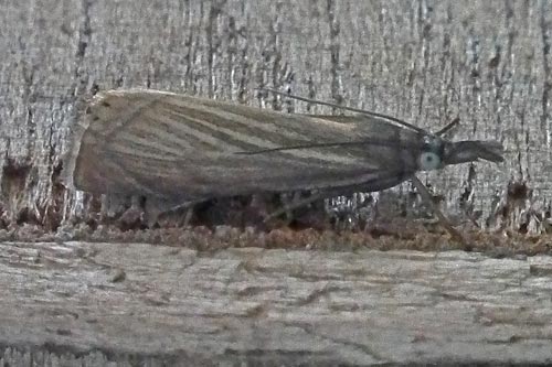 Crysoteuchia culmella