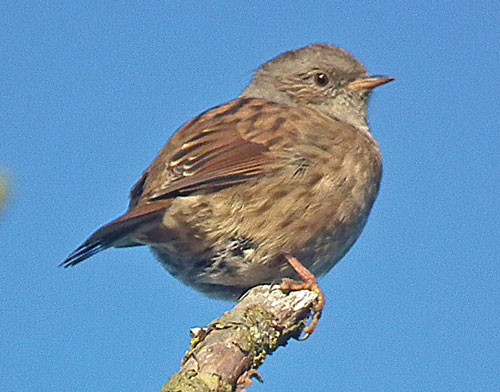 Dunnock