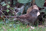 Photo of dunnock
