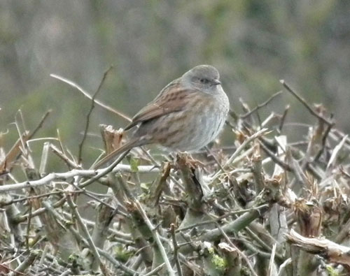 Photo of Dunnock