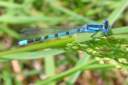 Common Blue Damselfly