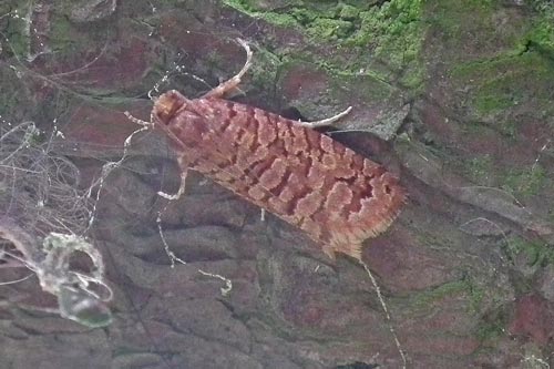 Lozotaenoides formosanus