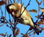 Photo of goldfinch