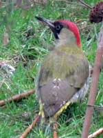 Photo of green woodpecker